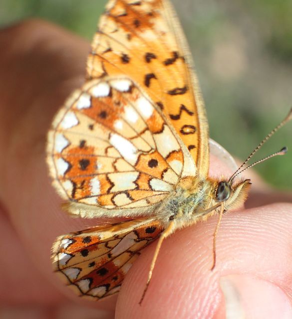 Boloria selene - fakó gyöngyházlepke