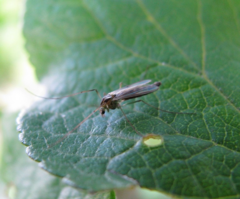 Chironominae