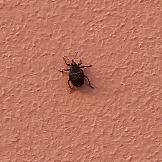 Stenocarus cardui - pipacsgyökér-ormányos