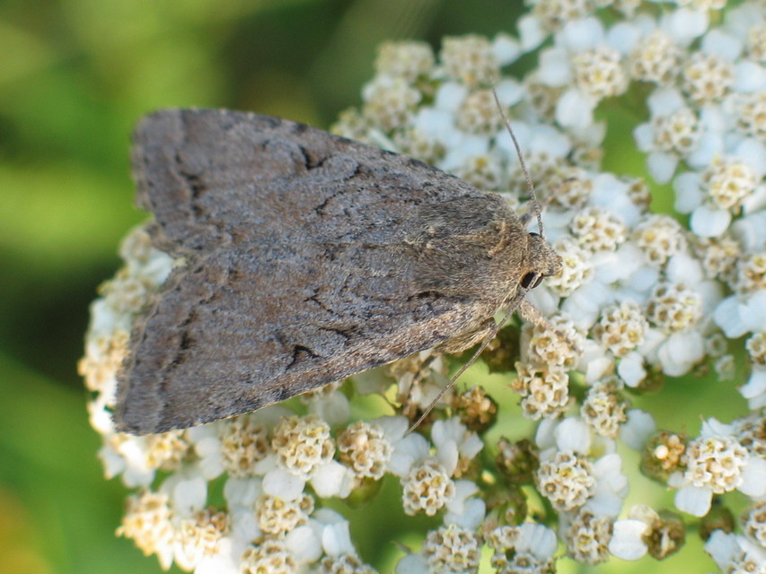 Apterogenum ypsillon - ipszilon-erdeibagoly