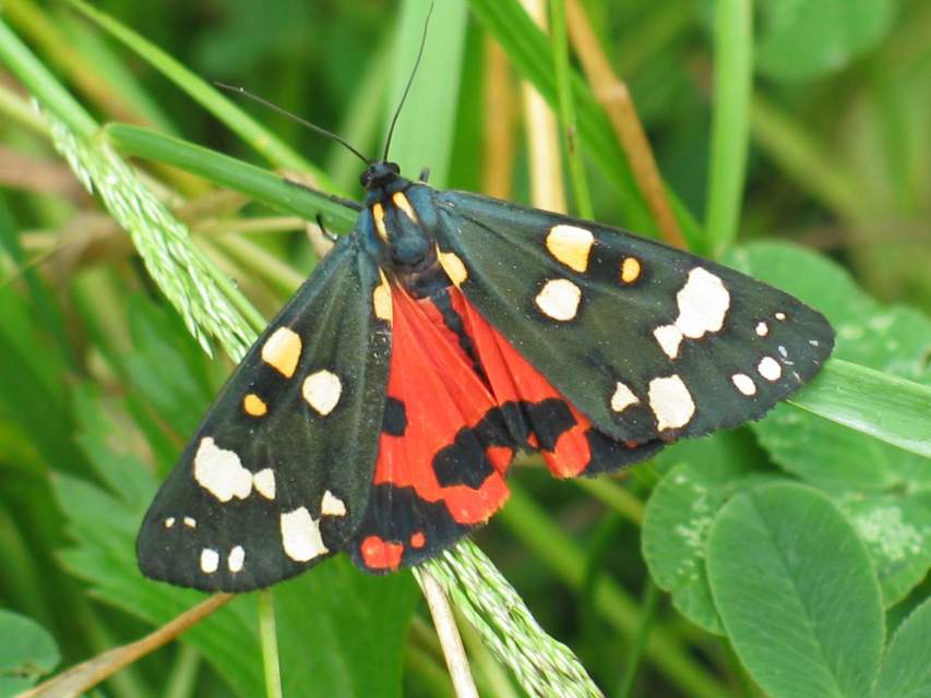 Callimorpha dominula - fémes medvelepke