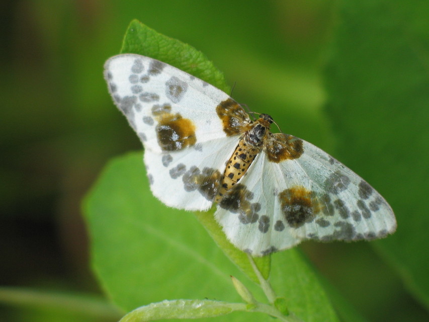Abraxas sylvata - sárgafoltos araszoló
