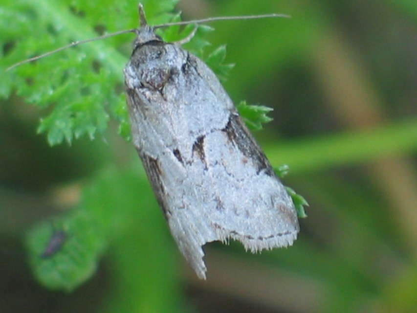 Nycteola siculana - fűz-trapézbagoly