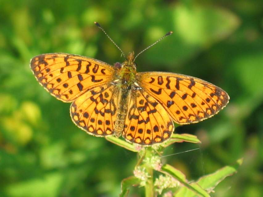 Boloria selene - fakó gyöngyházlepke