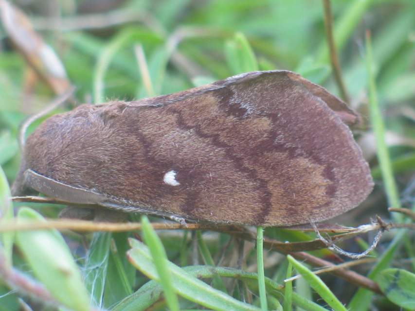 Dendrolimus pini - fenyőpohók