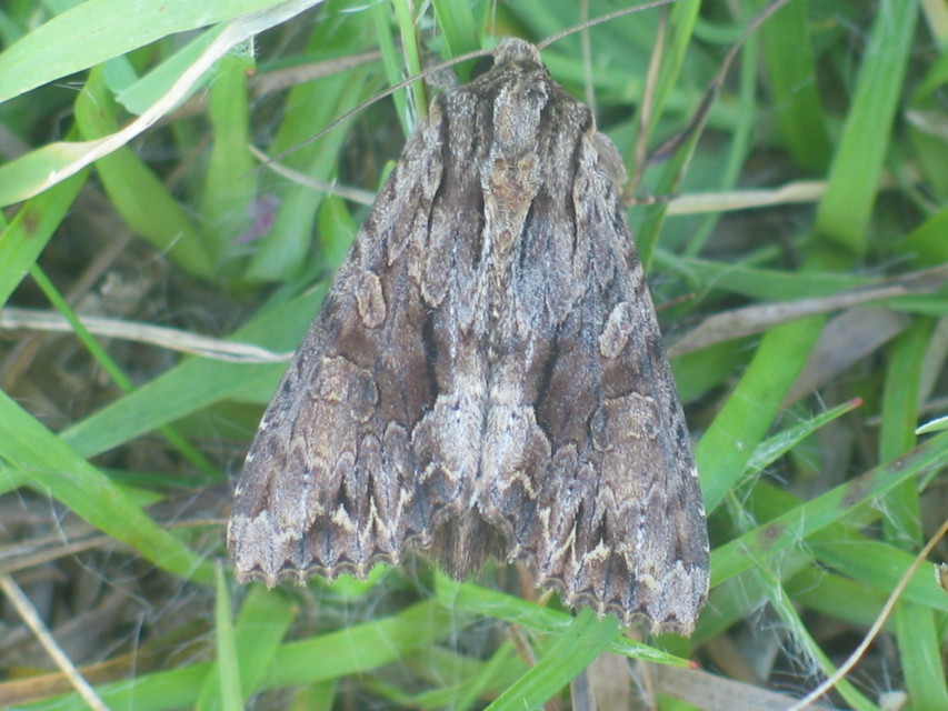 Apamea monoglypha - nagy dudvabagoly