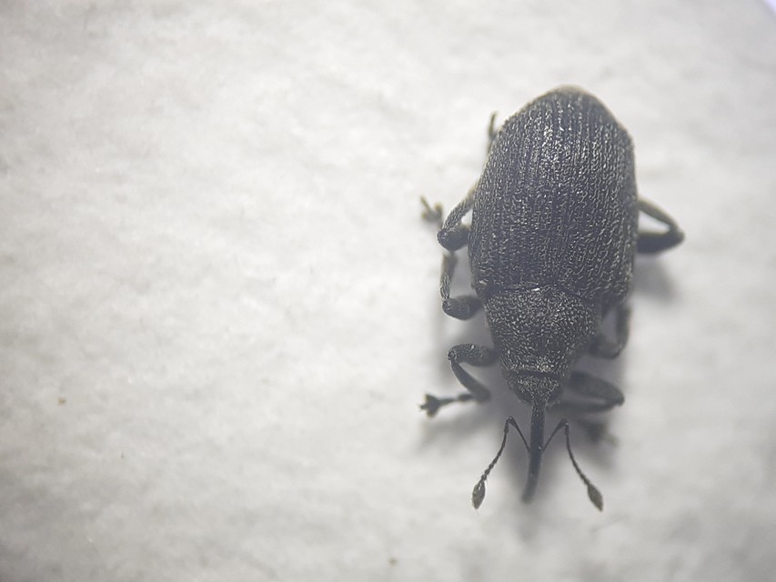 Ceutorhynchus obstrictus - repcebecő-ceutormányos