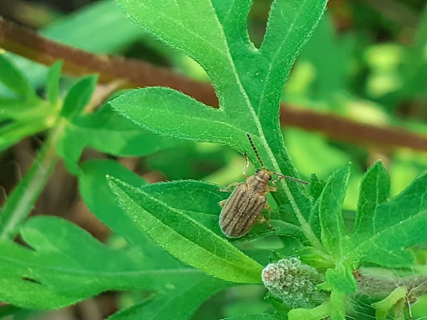 Ophraella communa - parlagfű-olajosbogár