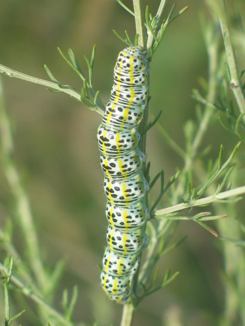 Cucullia tanaceti - vonalkás csuklyásbagoly
