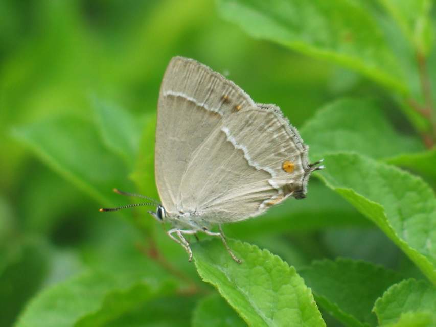 Neozephyrus quercus - tölgyfalepke