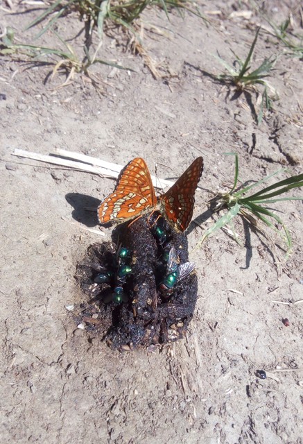 Euphydryas maturna - díszes tarkalepke