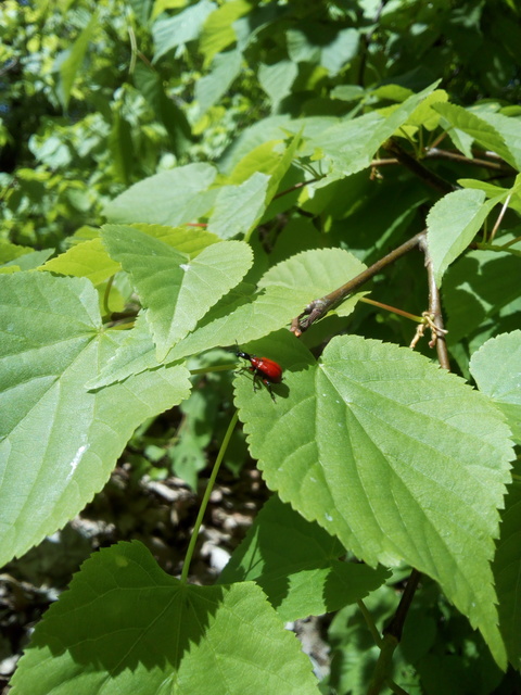 Apoderus coryli - mogyoró-levélsodró