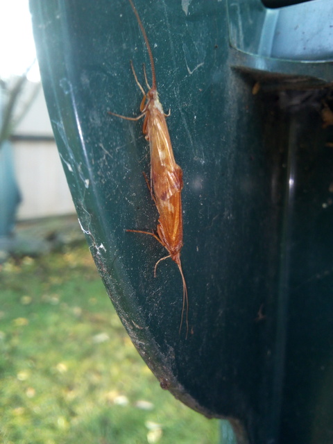 Trichoptera - Tegzesek