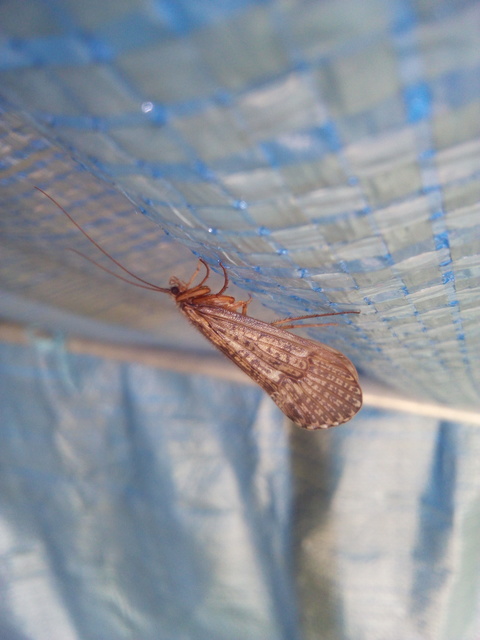 Trichoptera - Tegzesek