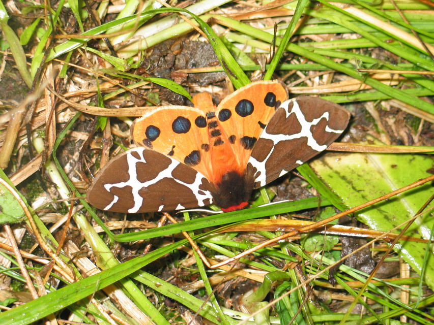 Arctia caja - közönséges medvelepke