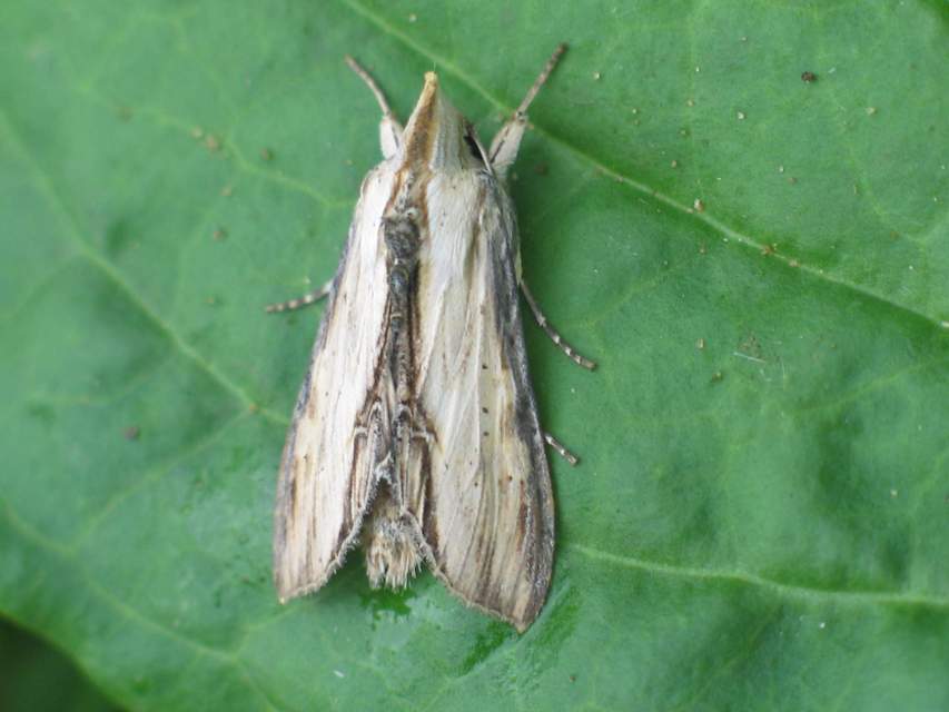Shargacucullia lychnitis - szalmasárga csuklyásbagoly