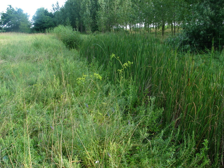 Gortyna borelii lunata - nagy szikibagoly