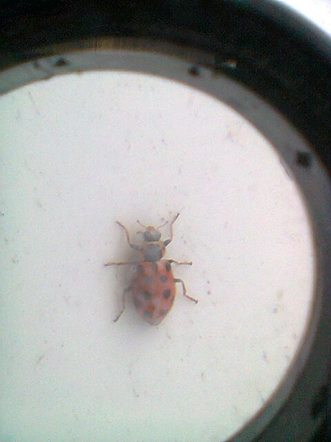 Hippodamia tredecimpunctata - mocsári katica