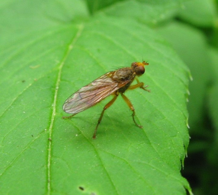 Scathophaga