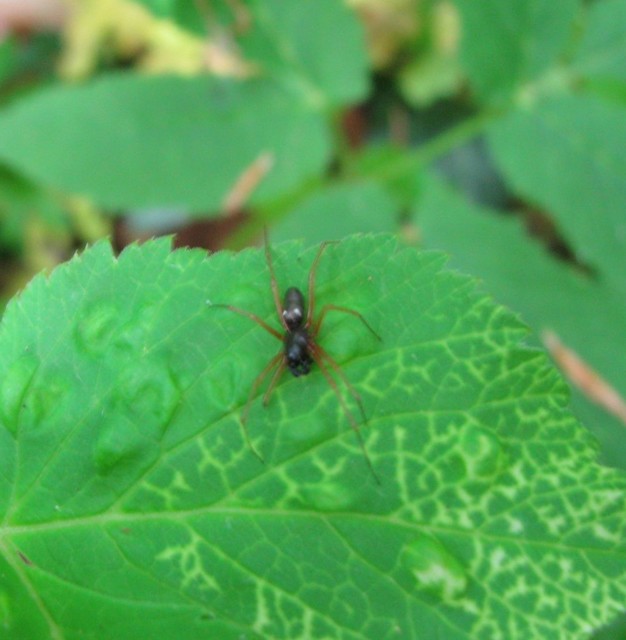 Linyphia hortensis - kerti vitorlapók