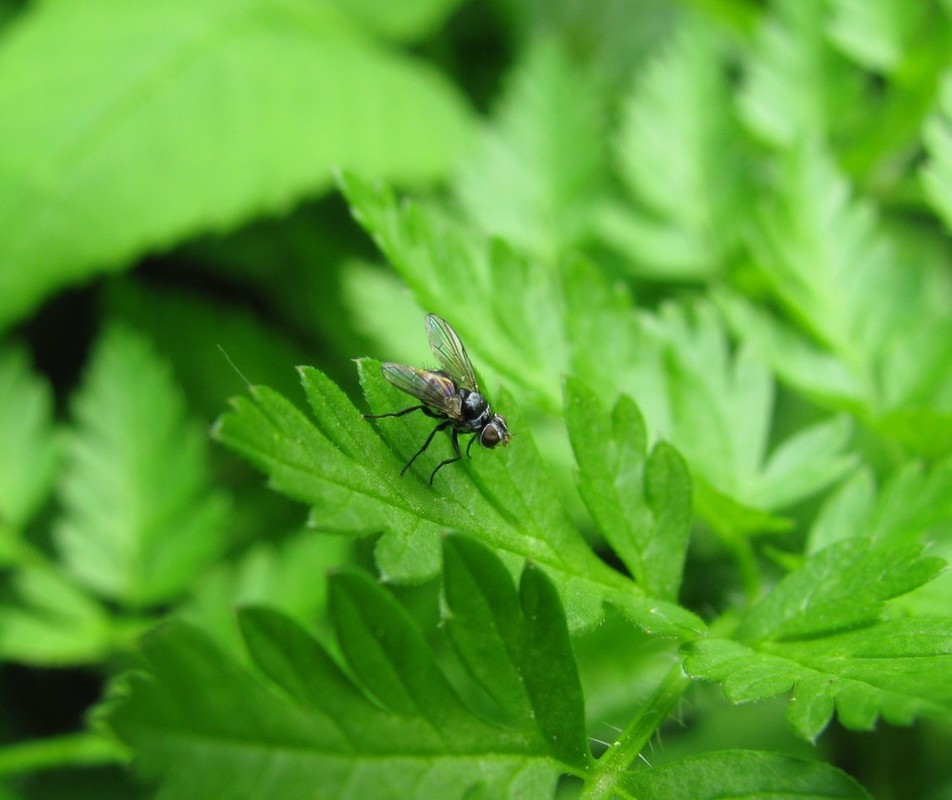 Microsoma exiguum