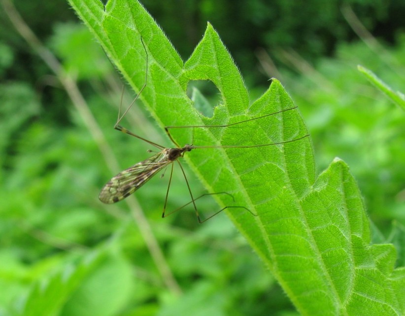 Limonia hercegovinae