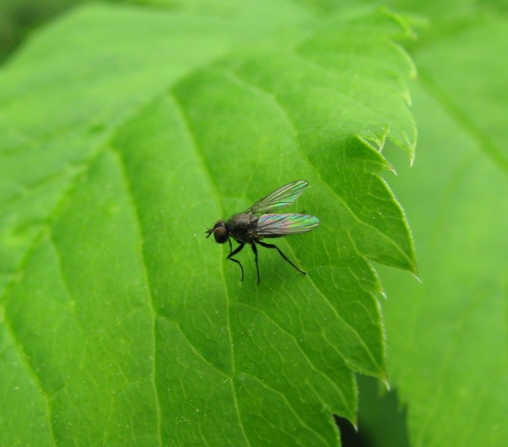 Coenosia agromyzina
