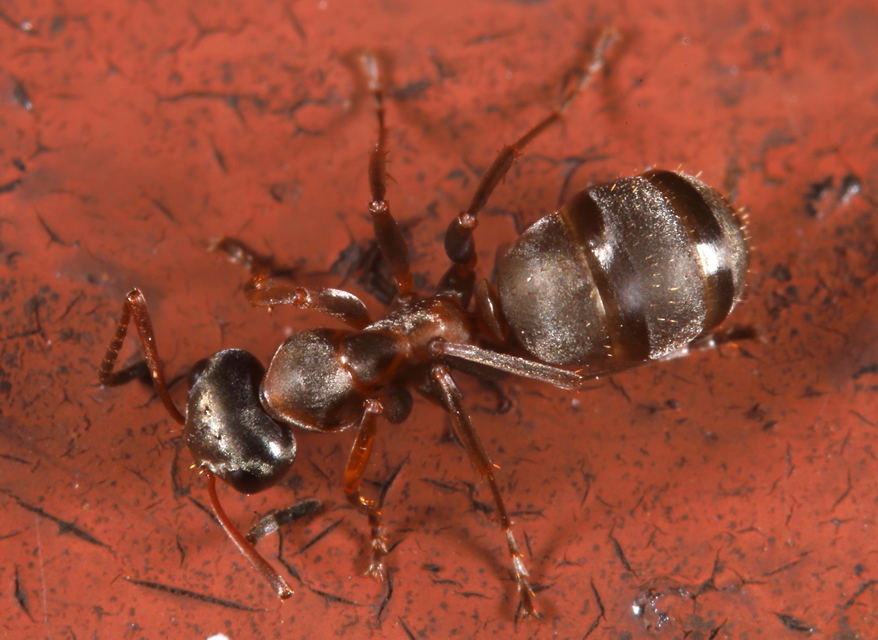Formica cunicularia - gyakori rabszolgahangya
