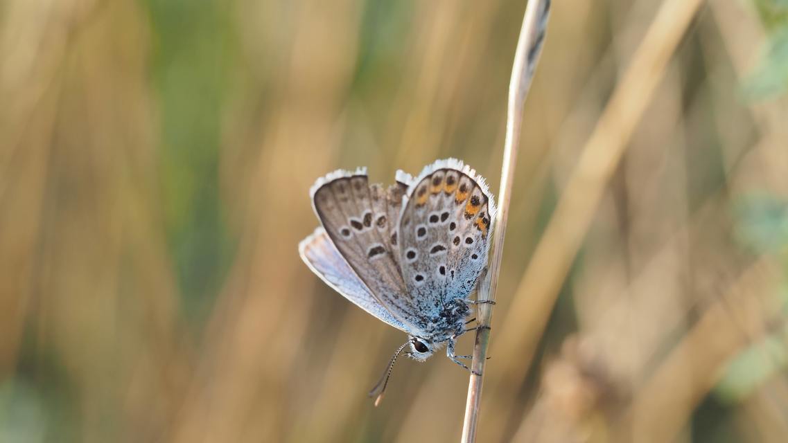 Plebejus argus - ezüstös boglárka