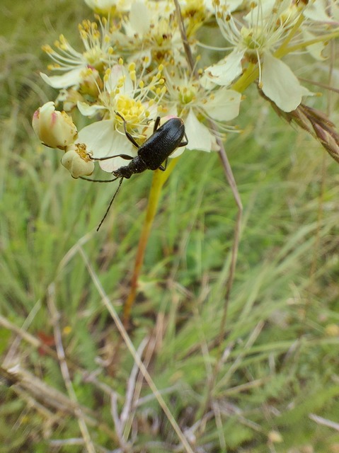 Dinoptera collaris - vörösnyakú virágcincér