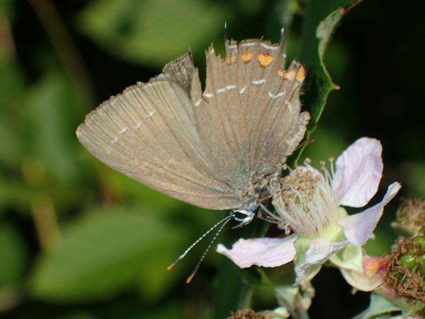 Satyrium ilicis - tölgyfa-csücsköslepke