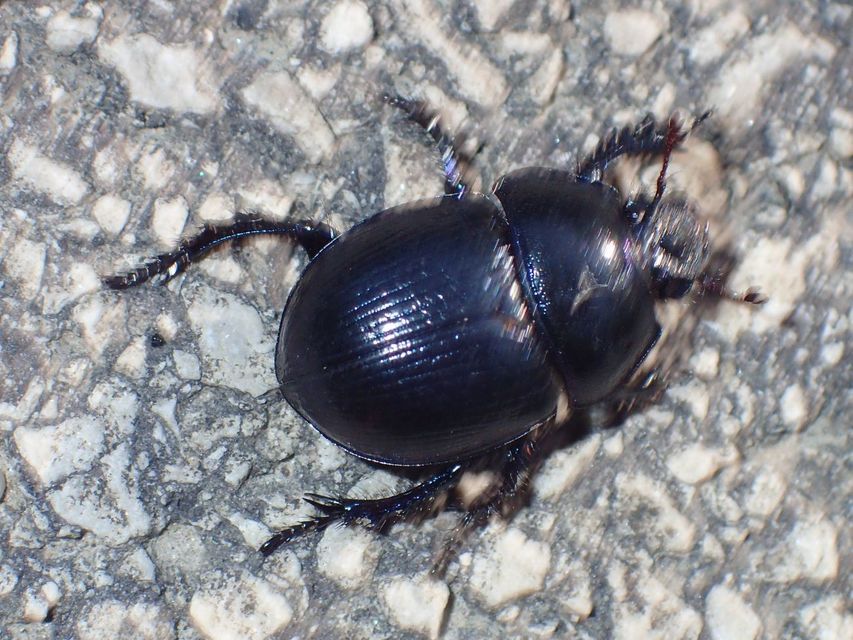 Anoplotrupes stercorosus - erdei álganéjtúró