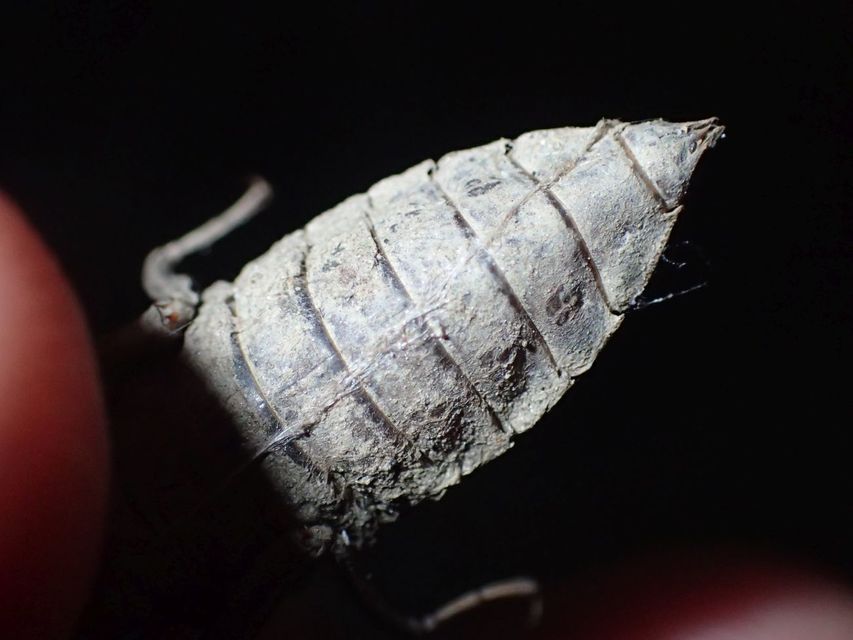 Gomphus vulgatissimus - feketelábú folyami-szitakötő