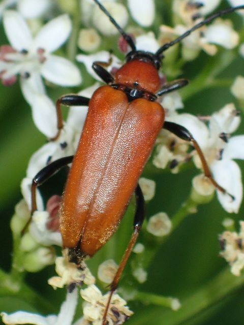 Stictoleptura rubra - vörös virágcincér