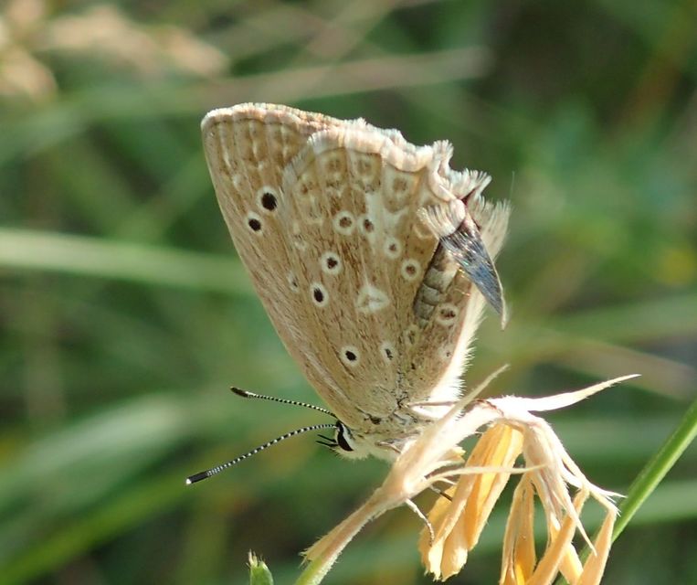 Polyommatus daphnis - csipkés boglárka