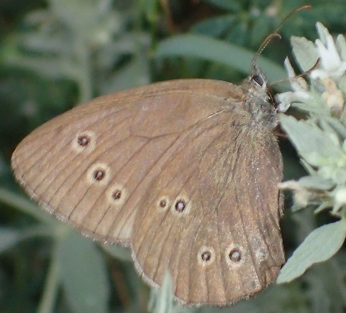 Aphantopus hyperanthus - közönséges ökörszemlepke