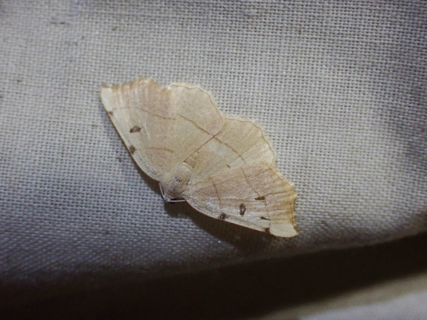 Eilicrinia trinotata - háromjegyű araszoló