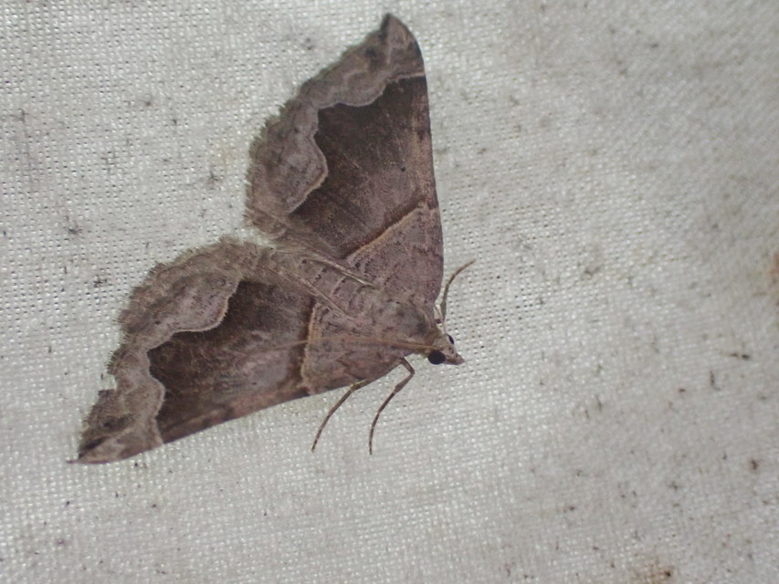 Scotopteryx moeniata - sötétsávos araszoló