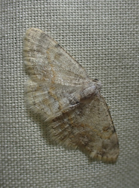 Charissa variegata - tarka sziklaaraszoló