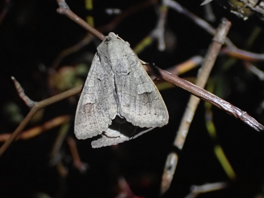 Ammoconia caecimacula - szürke őszibagoly