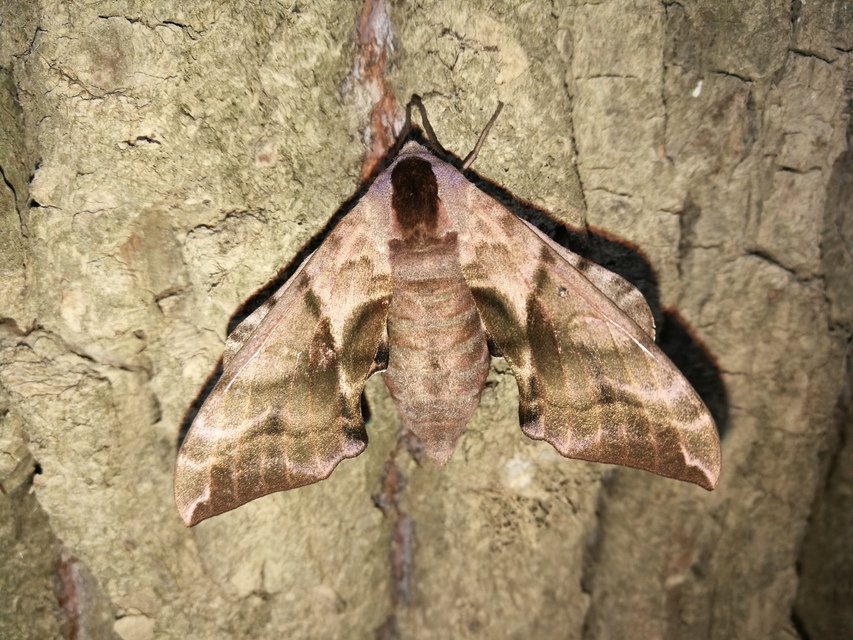 Smerinthus ocellatus - esti pávaszem