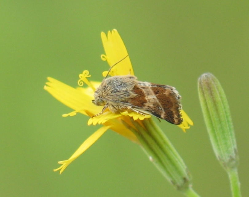 Schinia cognata - nyúlparéj-nappalibagoly