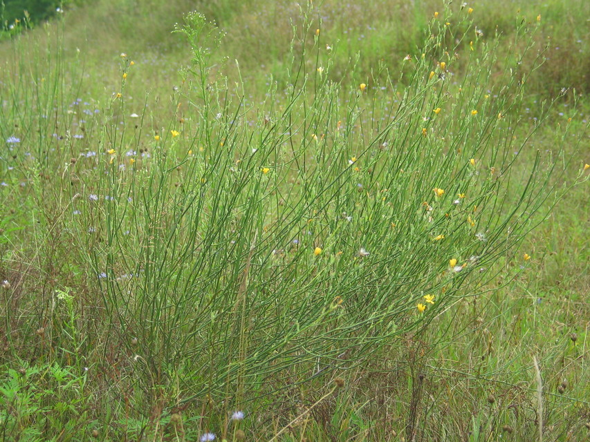Schinia cognata - nyúlparéj-nappalibagoly