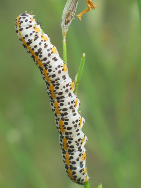 Cucullia balsamitae - homoki csuklyásbagoly