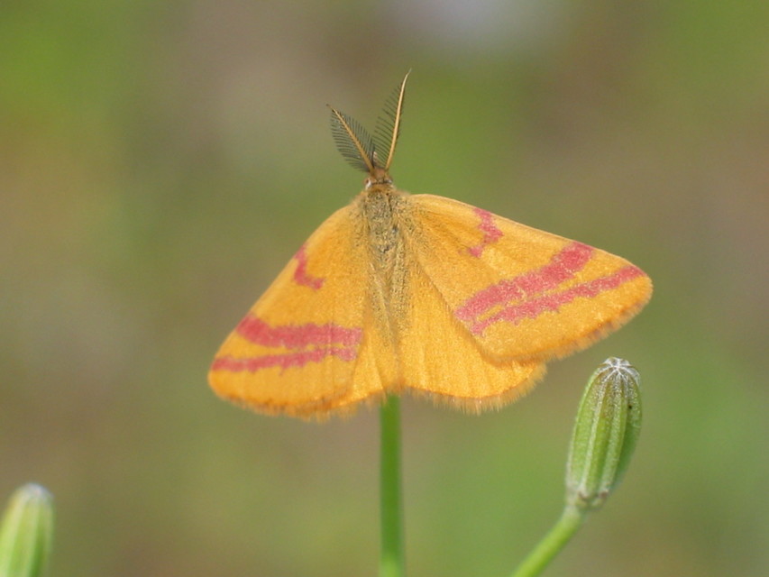 Lythria cruentaria - bíborcsíkos araszoló