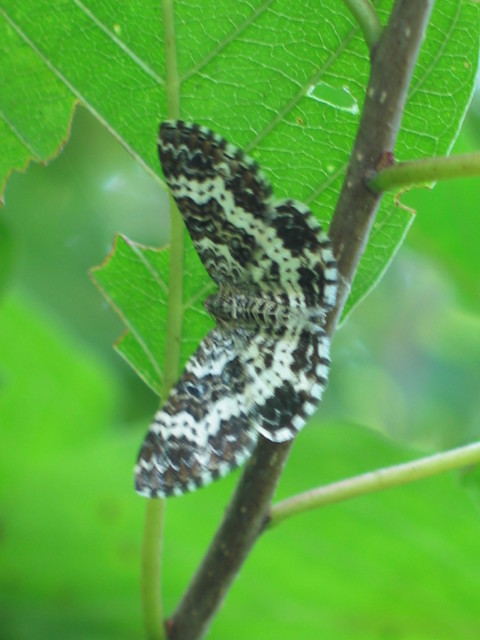 Epirrhoe tristata - gyászos tarkaaraszoló