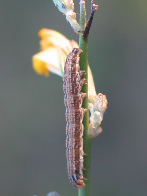 Schinia cognata - nyúlparéj-nappalibagoly