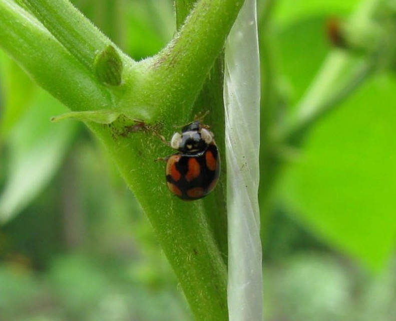 Adalia decempunctata - tízpettyes katica