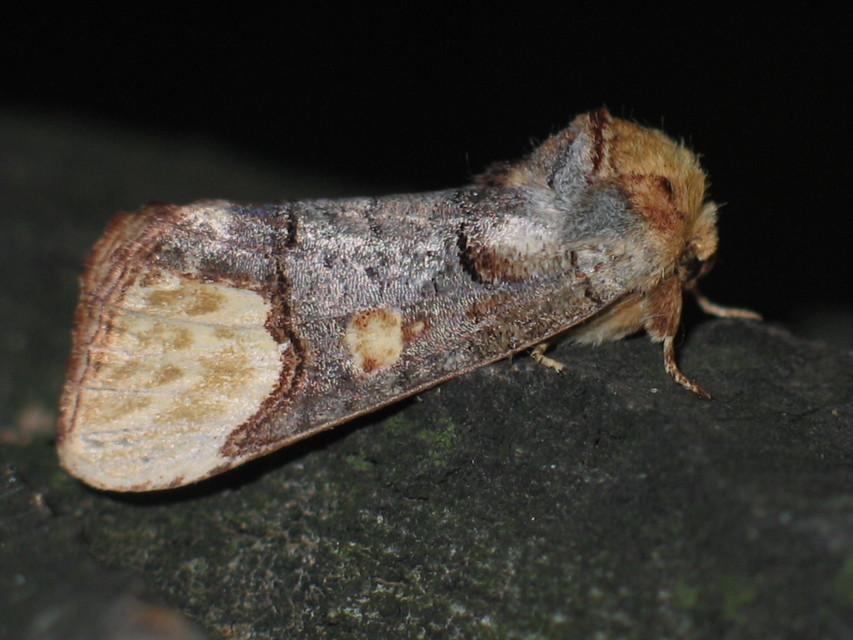 Phalera bucephaloides - magyar púposszövő