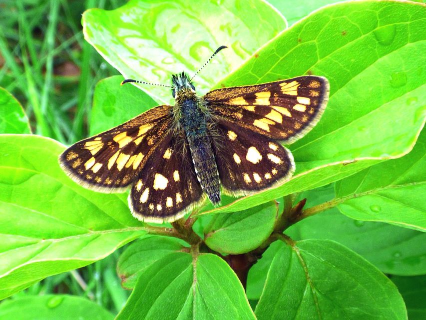 Carterocephalus palaemon - kockás busalepke